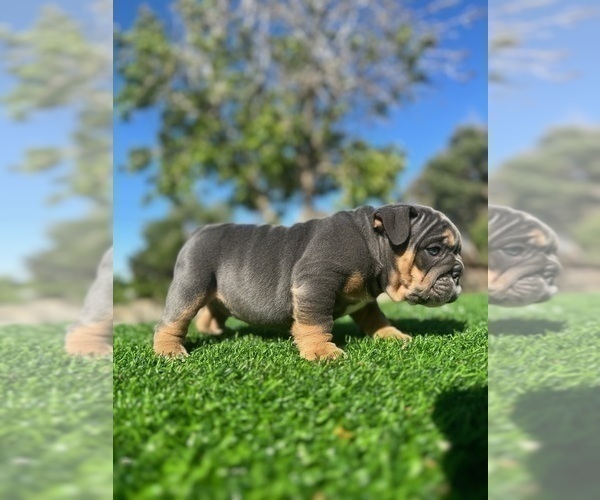 Medium Photo #5 English Bulldog Puppy For Sale in ATLANTA, GA, USA