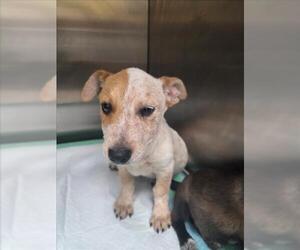 Mutt Dogs for adoption in Tracy, CA, USA