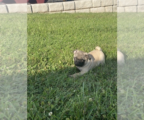 Medium Photo #2 Pug Puppy For Sale in CANOGA, NY, USA