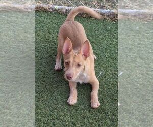 Landon - Male Cairn Terrier-Unknown Mix Dog for Adoption - Photo #3