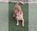 Small Photo #3 Cairn Terrier-Unknown Mix Puppy For Sale in Carrollton, TX, USA