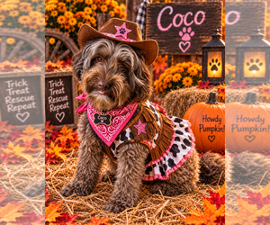 Aussiedoodle Miniature  Dogs for adoption in Garner, NC, USA