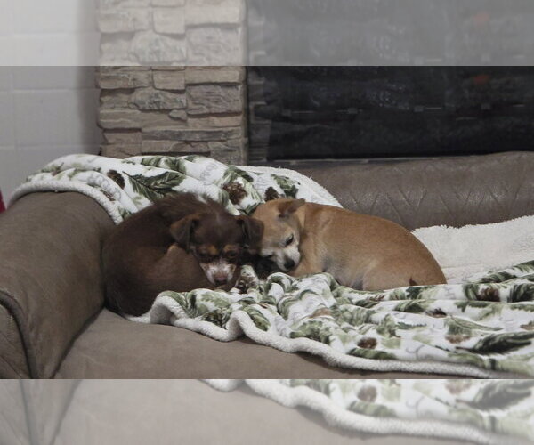 Medium Photo #6 Chihuahua Puppy For Sale in Sandy, UT, USA
