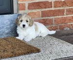 Small #3 Cockapoo-Poodle (Miniature) Mix