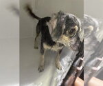 A662488 - Male - Mix Dog for Adoption - Small photo