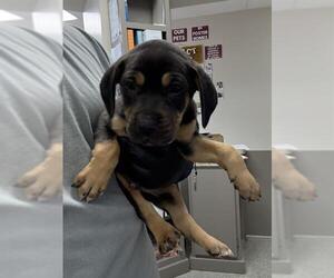 Rottweiler Dogs for adoption in Pasadena, TX, USA