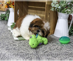 Larkspur - Male Shih Tzu Puppy for Sale - Photo #3