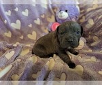 Small Photo #2 Cane Corso Puppy For Sale in JACKSON, GA, USA
