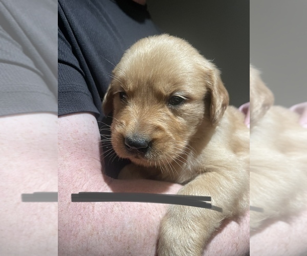 Medium Photo #1 Golden Retriever Puppy For Sale in SYLVANIA, GA, USA