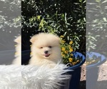 Puppy Ronaldo Pomeranian