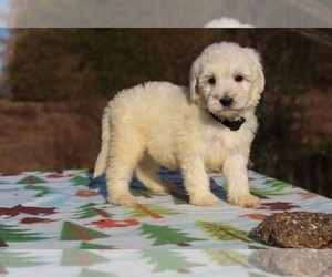 Goldendoodle Puppy for sale in UNION CITY, TN, USA