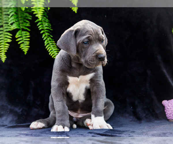 Medium Photo #10 Great Dane Puppy For Sale in WAKARUSA, IN, USA