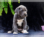 Small #9 Great Dane
