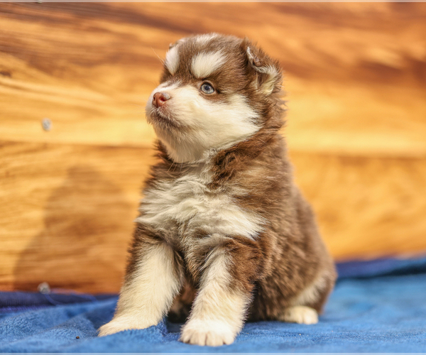 Medium Photo #3 Pomsky Puppy For Sale in TAMPICO, IL, USA