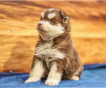 Small Photo #3 Pomsky Puppy For Sale in TAMPICO, IL, USA