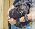 Small #2 Mutt