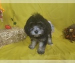 Puppy 1 Goldendoodle-Poodle (Toy) Mix