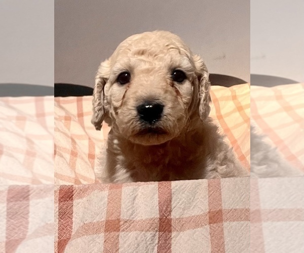 Medium Photo #8 Labradoodle Puppy For Sale in VICTORIA, TX, USA
