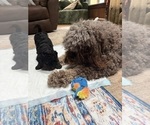 Small Photo #4 Aussiedoodle Puppy For Sale in SWANNANOA, NC, USA