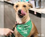 Small #4 Retriever  Mix