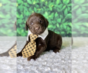 Goldendoodle Puppy for sale in FROSTPROOF, FL, USA