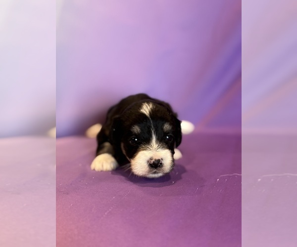 Medium Photo #1 Corgipoo Puppy For Sale in LONGMONT, CO, USA