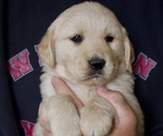 Puppy Bross Black Golden Retriever