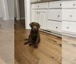 Small Chesapeake Bay Retriever