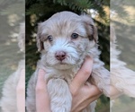 Small Photo #10 Aussiedoodle Miniature  Puppy For Sale in SPIRIT LAKE, ID, USA