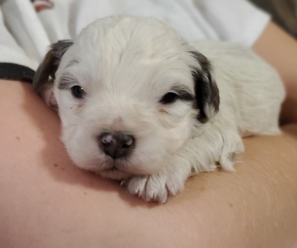 Medium Photo #5 Bernedoodle (Miniature) Puppy For Sale in LEETONIA, OH, USA