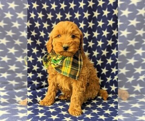 Goldendoodle Puppy for sale in GLEN ROCK, PA, USA
