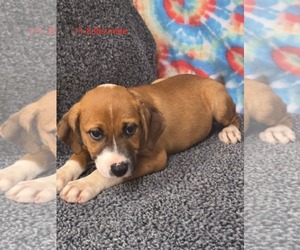 Labrador Retriever-Unknown Mix Dogs for adoption in Royal Palm Beach, FL, USA