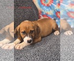 Small Labrador Retriever Mix