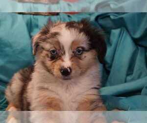 Miniature Australian Shepherd Puppy for Sale in ADA, Oklahoma USA
