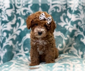 Cavapoo Puppy for sale in LAKELAND, FL, USA