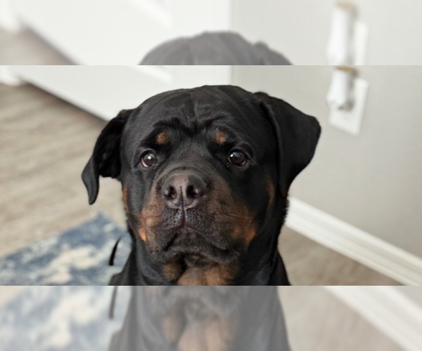 Medium Photo #4 Rottweiler Puppy For Sale in Gilbert, AZ, USA