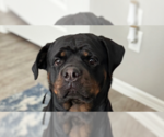 Small #3 Rottweiler