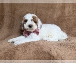 Small #3 Poodle (Miniature)