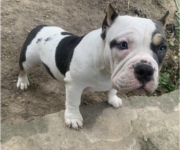 Medium Photo #8 American Bully Puppy For Sale in COLLEGE PARK, MD, USA