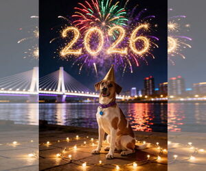 Mutt Dogs for adoption in pomfret, CT, USA