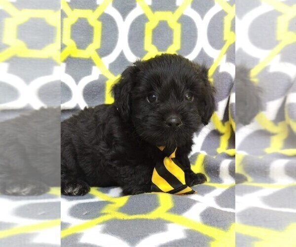 Medium Photo #3 Poodle (Toy)-Yorkshire Terrier Mix Puppy For Sale in LANCASTER, PA, USA