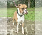 Small #3 Boxer
