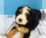 Puppy Draco Bernedoodle