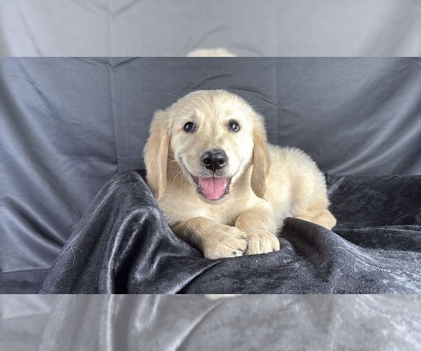Medium Photo #6 Goldendoodle Puppy For Sale in OCALA, FL, USA