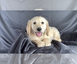 Small #5 Goldendoodle