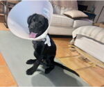 Small #14 Labrador Retriever Mix