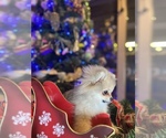 Small Photo #3 Pomeranian Puppy For Sale in SACRAMENTO, CA, USA