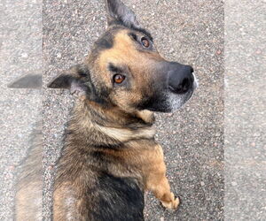 German Shepherd Dog-Unknown Mix Dogs for adoption in Webster, WI, USA