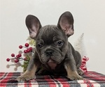 Small Photo #39 French Bulldog Puppy For Sale in GOSHEN, IN, USA
