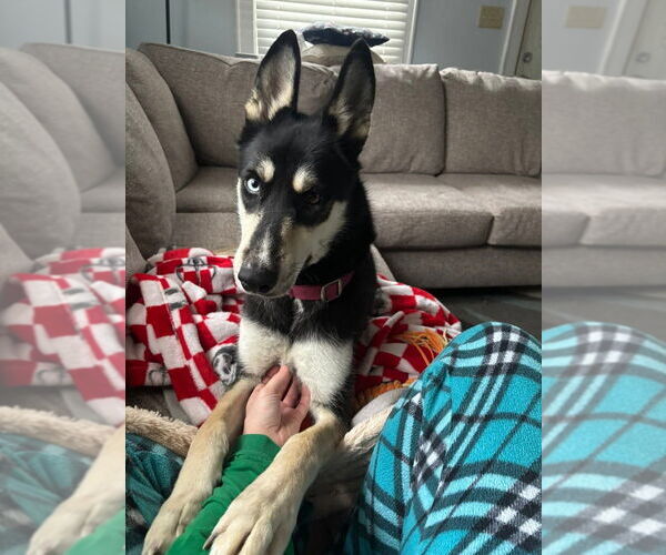 Medium Photo #2 Siberian Husky-Unknown Mix Puppy For Sale in Evansville, IN, USA